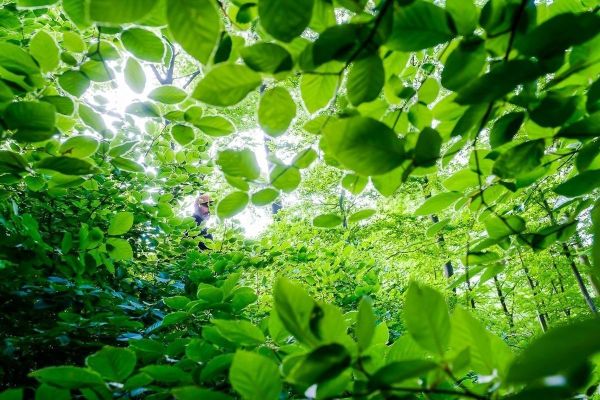 Person steht zwischen grünen Blättern im Wald