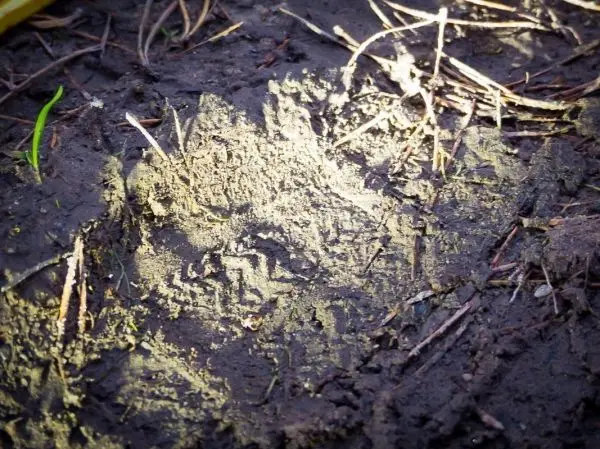 Abdruck im Boden mit feinen Strukturen und umgebenden Pflanzenresten