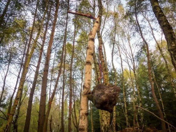 Ein schwerer Gegenstand hängt an einem Baumast im Wald