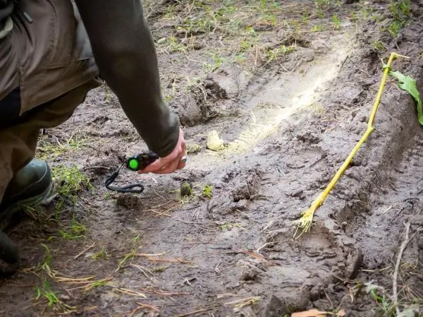 Hand hält Taschenlampe über eine matschige Spur im Boden