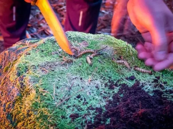 Messer schneidet in Moos, während Hände Insekten auf einem Stein bewegen