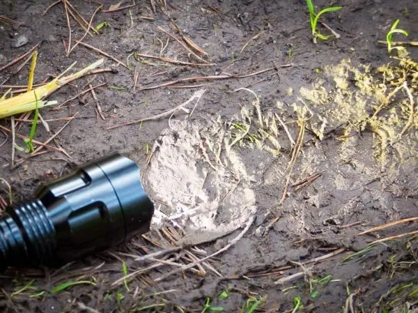 Taschenlampe beleuchtet eine Spur im Erdreich mit Wurzeln und feinem Sand