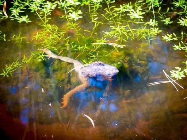 Wasserpflanzen wachsen im klaren Wasser, eine Froschfigur schwimmt darunter