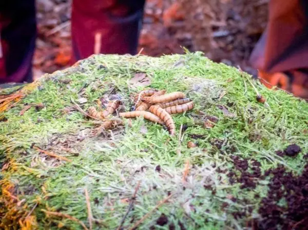 Würmer liegen auf einem mit Moos bedeckten Baumstumpf