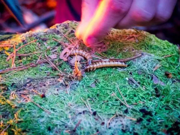 Zunder glimmt auf Moos, während eine Hand Funken erzeugt