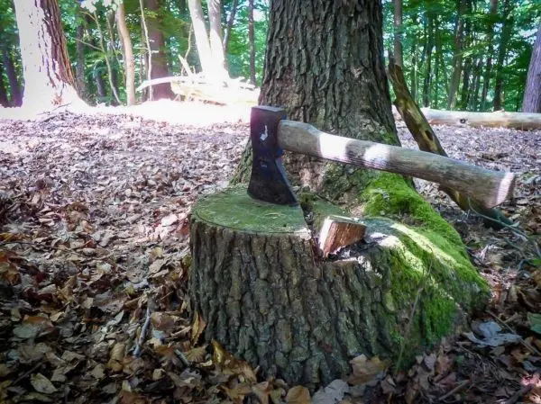 Axt steckt in einem Baumstumpf, umgeben von Laub und Bäumen