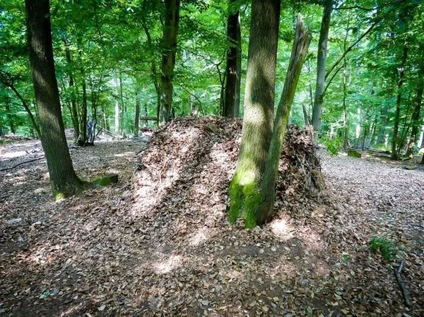 Laubhütte aus Ästen und Blättern im Wald zwischen Bäumen