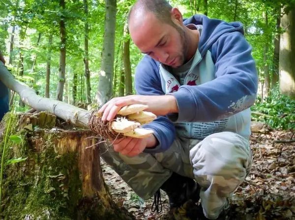 Person untersucht Pilze auf einem Baumstumpf im Wald