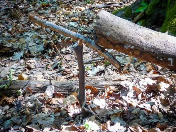 Schlagfalle (Figure-Four/4er-Falle) aus Holzstücken im Laub