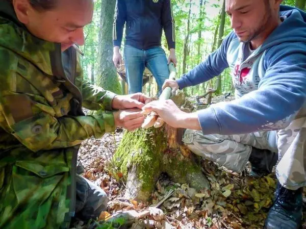 Zwei Personen bearbeiten einen Holzstock auf einem Baumstumpf im Wald
