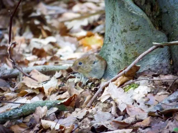 Kleines Tier sitzt zwischen Laub und Baumstamm