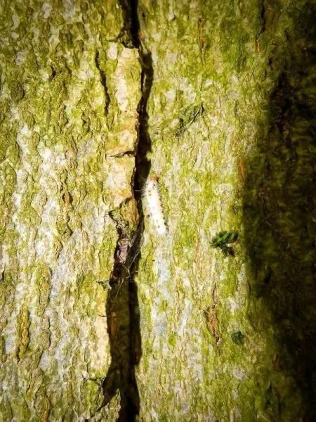 Rinde mit einer kleinen, hellen Raupe in einer Spalte