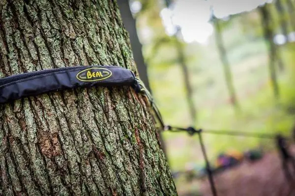 Baum mit einem umwickelten Schutzband und einer gespannten Seilquerung im Hintergrund