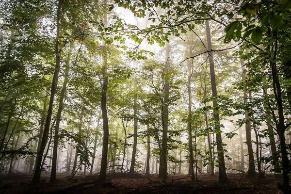Dichte Baumreihe im Nebel mit grünen Blättern und herabfallendem Licht