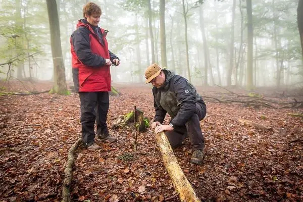 Person bearbeitet einen Baumstamm im Wald, Person beobachtet dabei