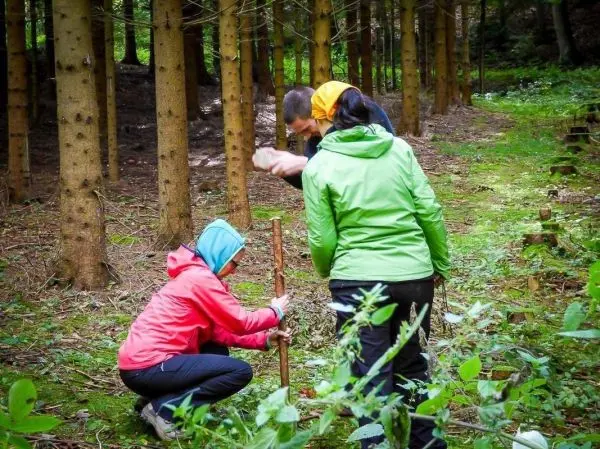 Drei Personen arbeiten im Wald an einer Holzarbeit mit einem Stock