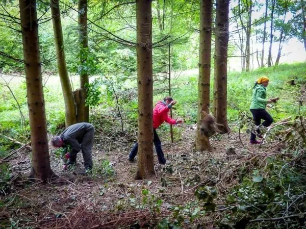 Drei Personen entfernen Pflanzenreste im Wald zwischen Bäumen