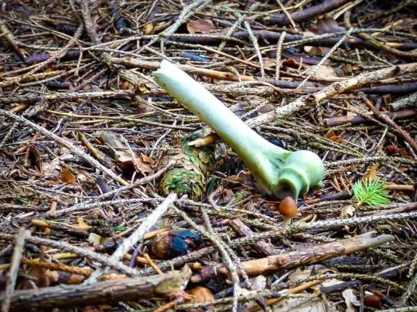 Ein grüner Knochen liegt auf dem Waldboden zwischen Ästen und Laub