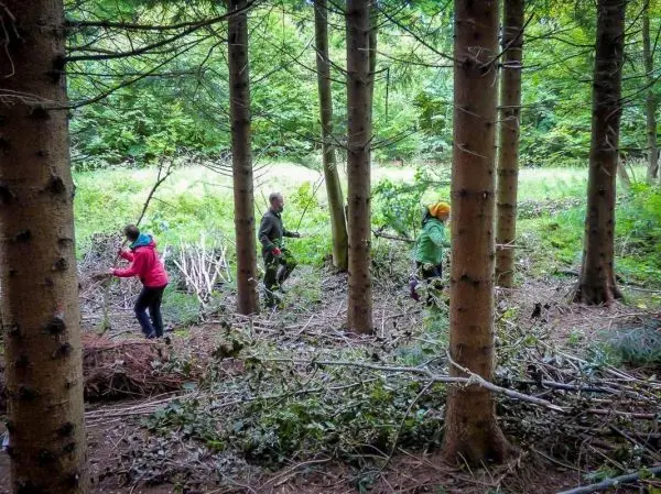 Personen sammeln Äste und Zweige im Wald zwischen Nadelbäumen