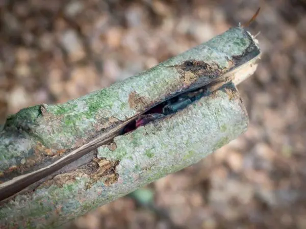 Holzstück mit Rinde und Riss, im Inneren sichtbar