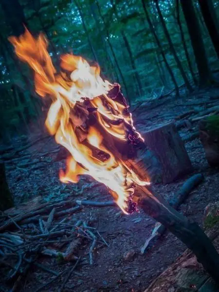 Kleine Flamme brennt an einem Holzstück im Wald