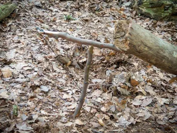 Schlagfalle (Figure-Four/4er-Falle) aus Holzstücken im Laub