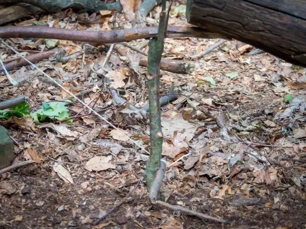 Schlagfalle (Figure-Four-Falle) aus Ästen im Laubboden konstruiert