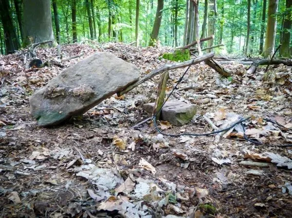 Schlagfalle (Figure-Four) mit einem großen Stein und Holzstücken im Wald