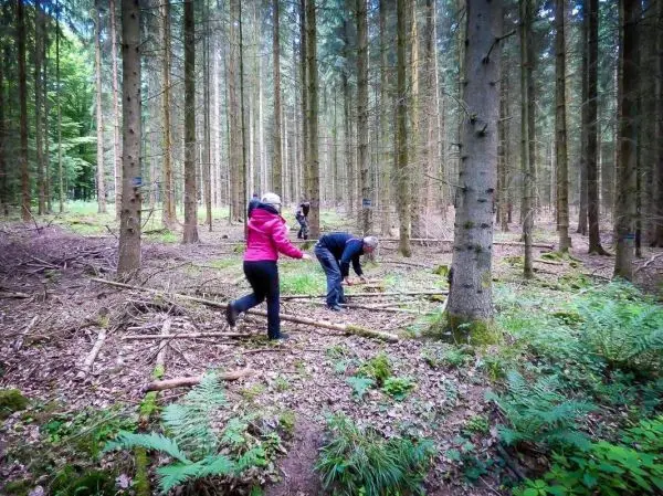 Teilnehmer sammeln Äste im Wald für eine selbstgebaute Konstruktion