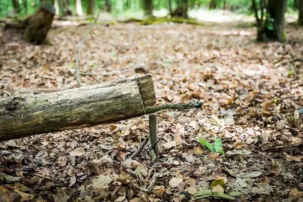 Schlagfalle (Figure-Four) aus Holzstücken im Laubboden