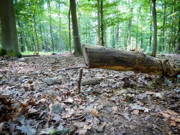 Ein Baumstamm liegt auf dem Boden zwischen Laub und Bäumen