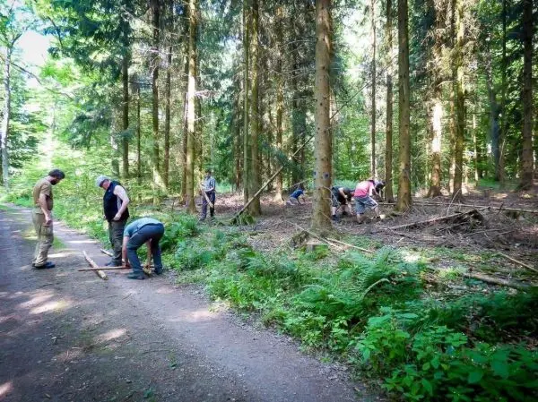 Gruppe arbeitet im Wald und räumt Äste beiseite