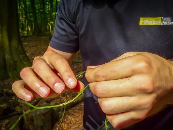 Hände binden eine Pflanze mit einem Stück Schnur im Wald