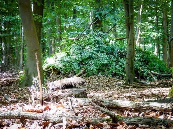Holzstumpf und Laub im Wald mit bewachsenen Ästen