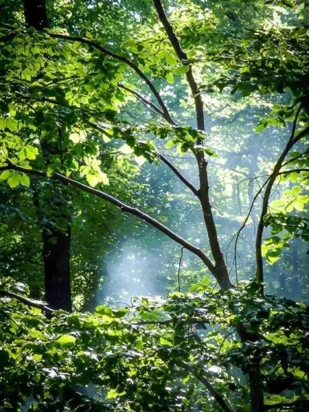 Lichtstrahlen durchbrechen das Blätterdach im Wald, Rauch schwebt zwischen den Bäumen