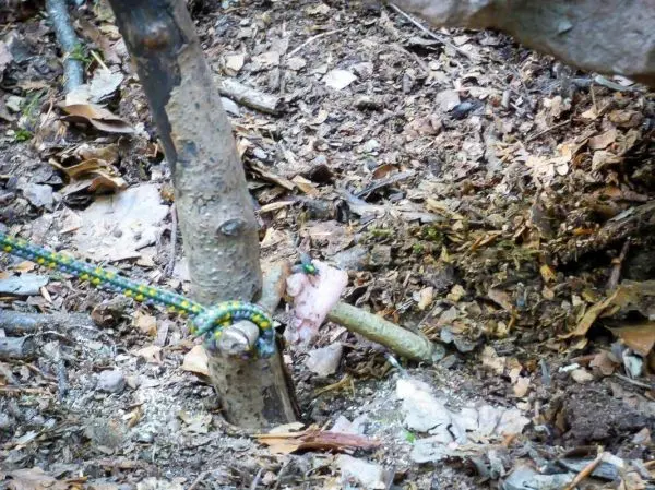 Seil um einen Baumstamm mit einem improvisierten Knoten befestigt