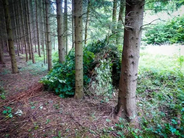 Bäume stehen in einem Wald mit einem kleinen Unterstand aus Ästen und Blättern