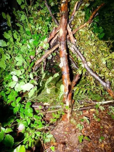 Selbstgebaute Tarp-Notunterkunft aus Ästen und Blättern im Wald