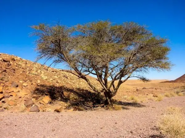 Ein einzelner Baum steht auf einem trockenen, steinigen Boden unter klarem Himmel
