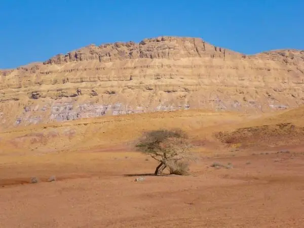 Ein einzelner Baum steht in einer trockenen, sandigen Landschaft vor einer steilen Felswand