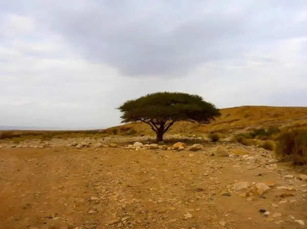 Ein einzelner Baum steht in einer trockenen, steinigen Landschaft