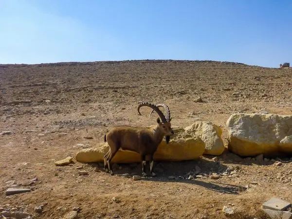 Steinbock steht neben großen Felsen in einer trockenen, kargen Landschaft