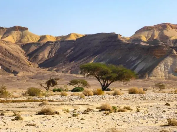 Trockene Landschaft mit Hügeln und vereinzelten Bäumen im Vordergrund