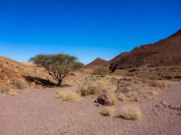 Trockene Landschaft mit vereinzelten Sträuchern und einem Baum zwischen Hügeln