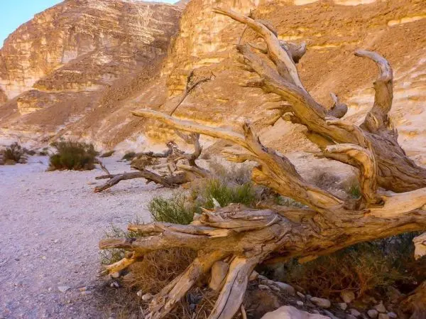 Verästelte, trockene Baumstämme liegen auf dem Boden in einer felsigen Landschaft