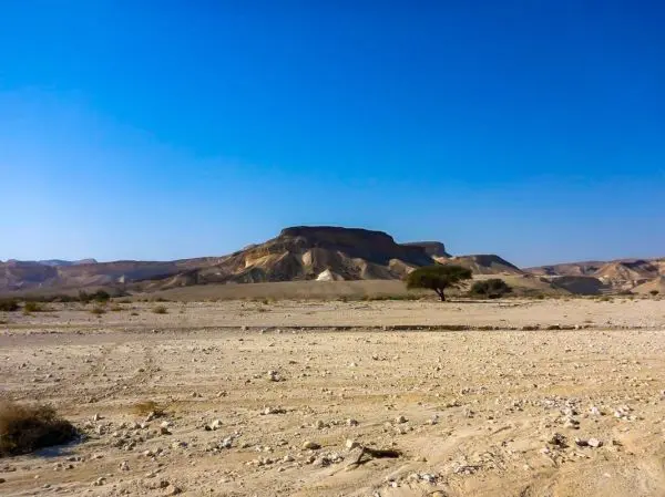 Wüstenlandschaft mit Hügeln und vereinzelten Bäumen unter klarem Himmel