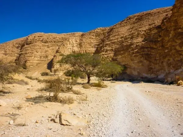 Wüstenlandschaft mit steilen Felsen und einem einzelnen Baum am Wegesrand
