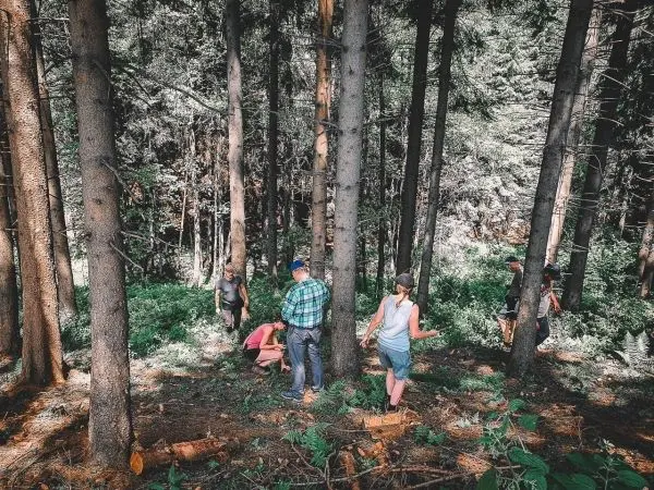 Gruppe arbeitet im Wald, einige sammeln Pflanzen, andere beobachten