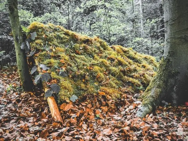 Moosbedeckter Hügel zwischen Bäumen im Wald, Laub am Boden