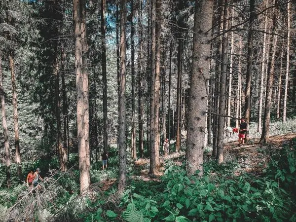 Wanderer bewegen sich durch einen dichten Wald mit hohen Bäumen und Unterholz